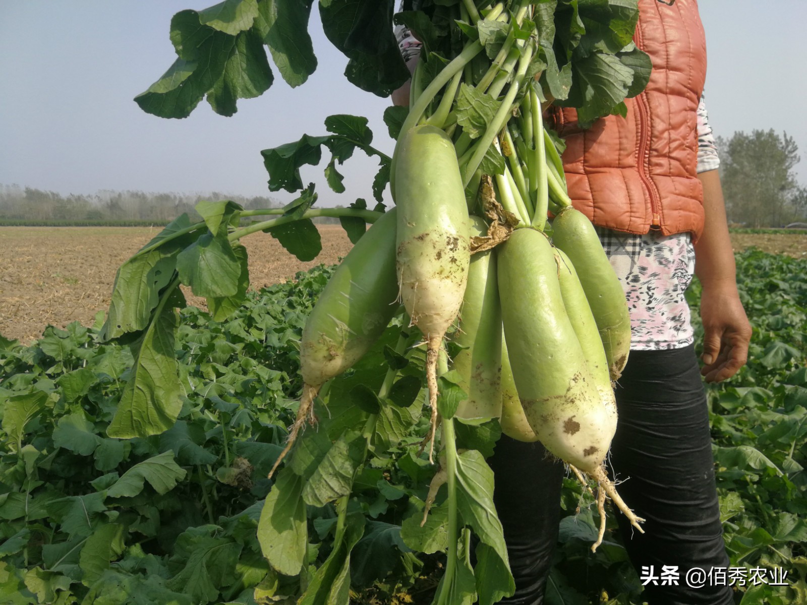 种植水果萝卜一亩利润是多少,怎么种植萝卜才能高产质量好