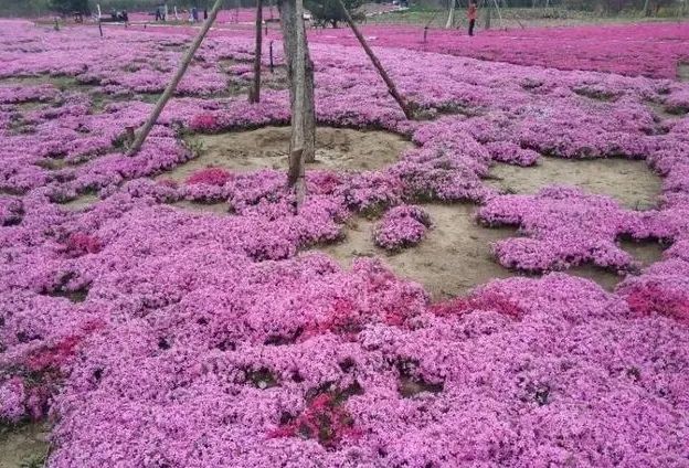 附近免费景点踏青网红打卡地,北京周边的四季花海