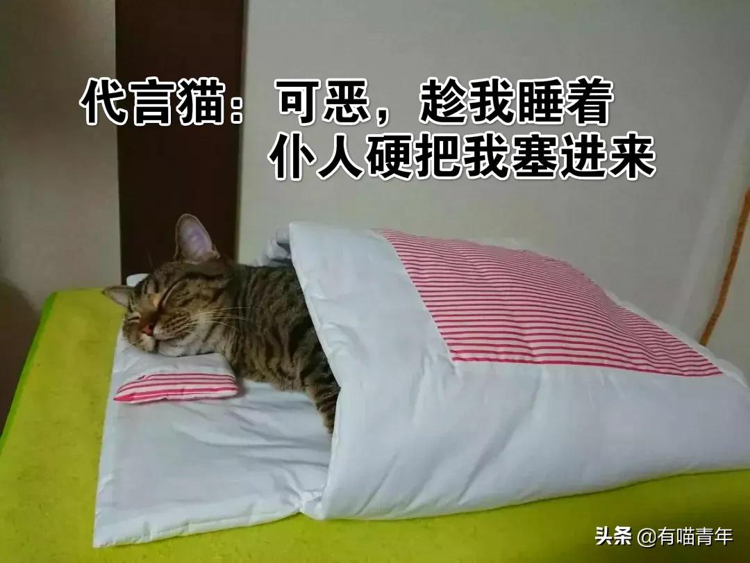 我给猫花的冤枉钱，能在广州买一套房