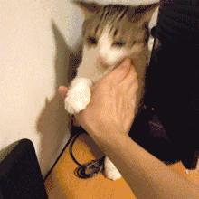 猫咪的各种表现表达的意思,猫咪的各种动作代表什么