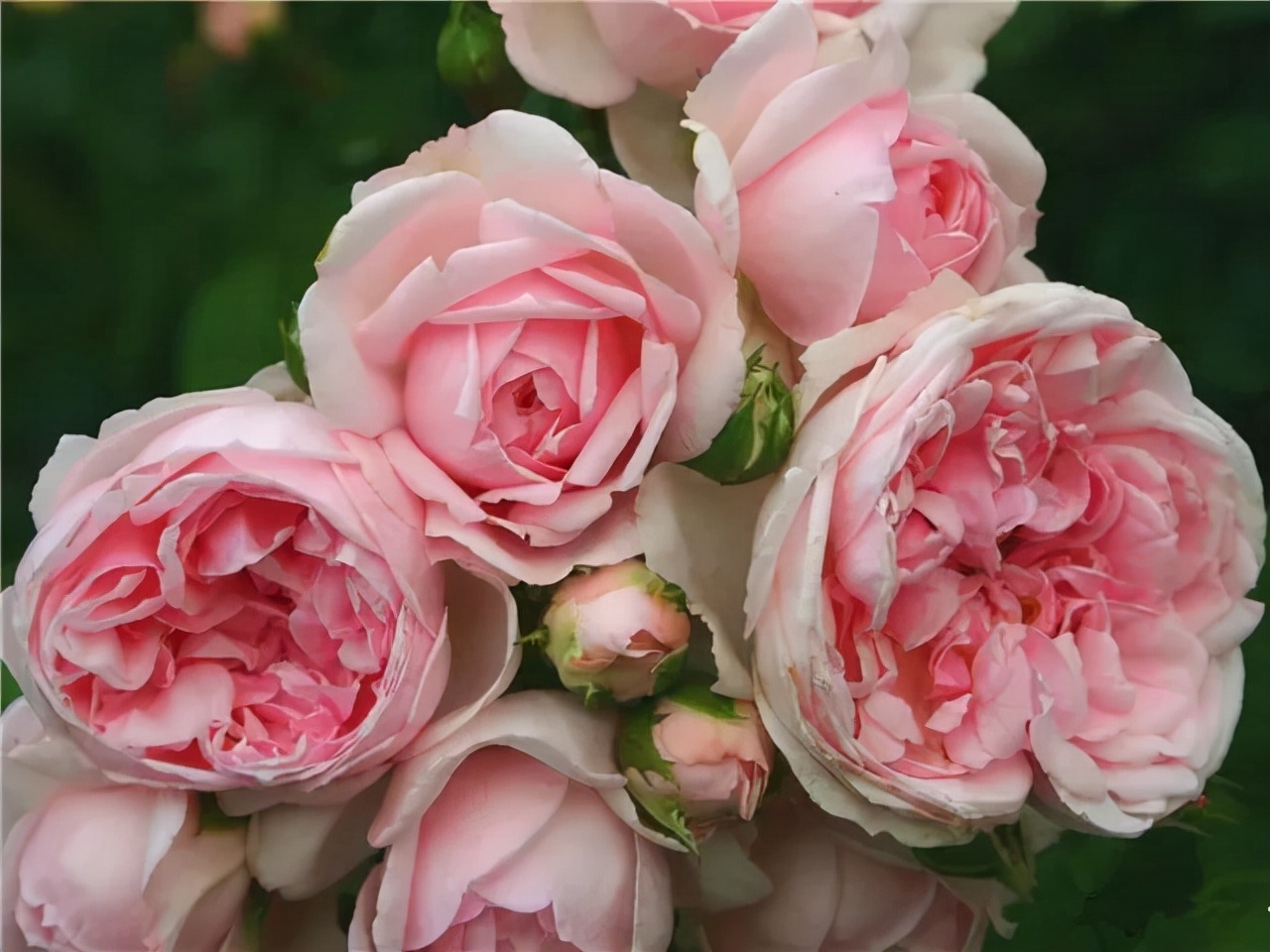 最优秀的几款藤本月季,值得入手的十大月季