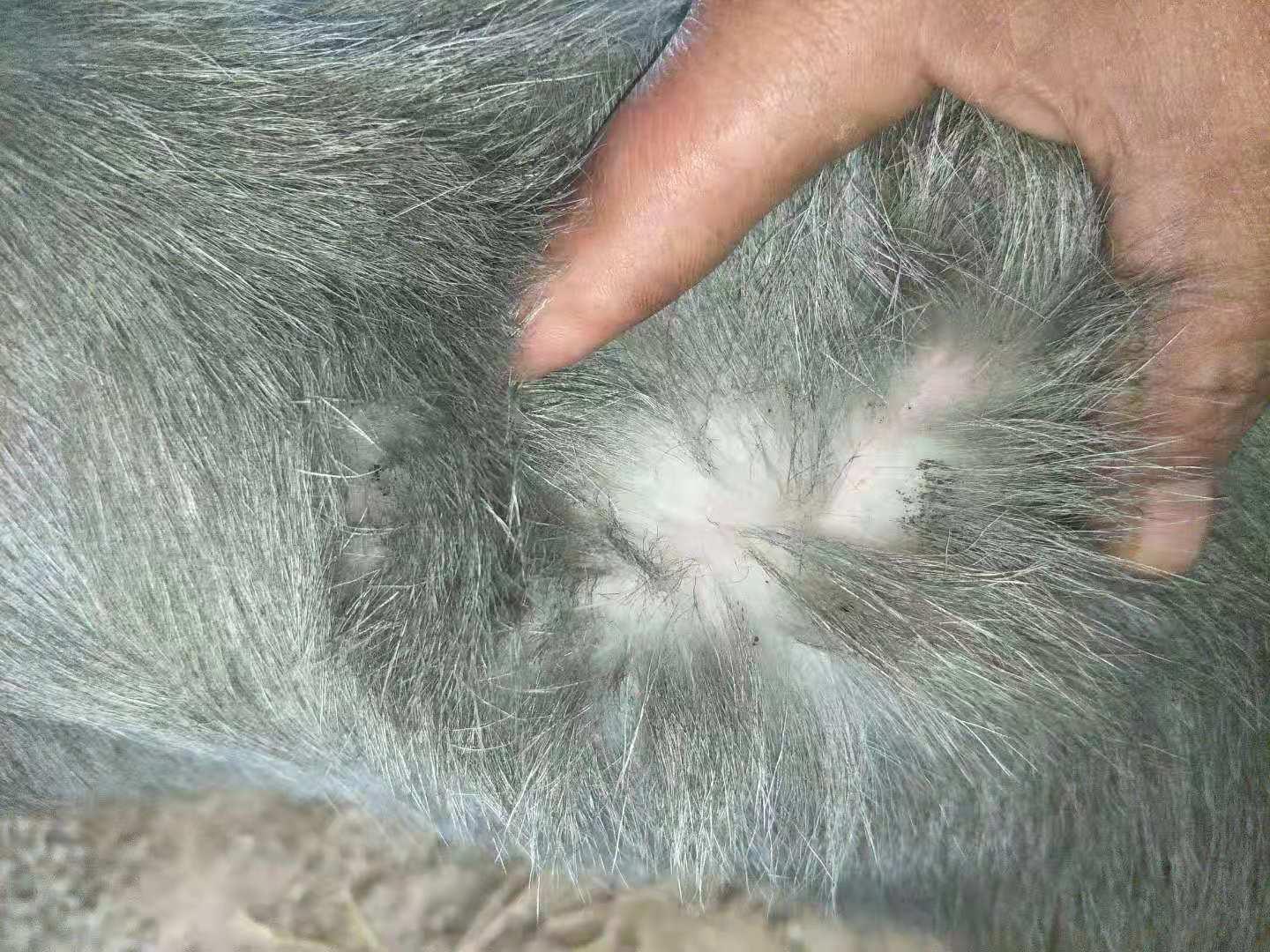 羊体温41度还有咳嗽怎么治疗,羊脖子左侧肿大发烧怎么办