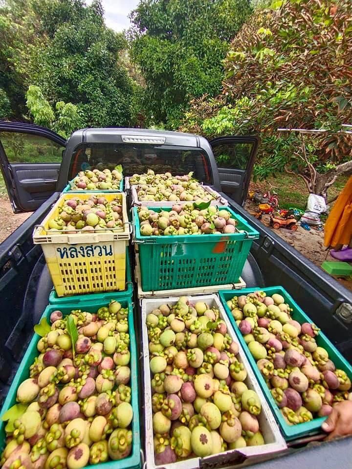 水果店相对微商有什么优势,为什么水果店那么难做起来