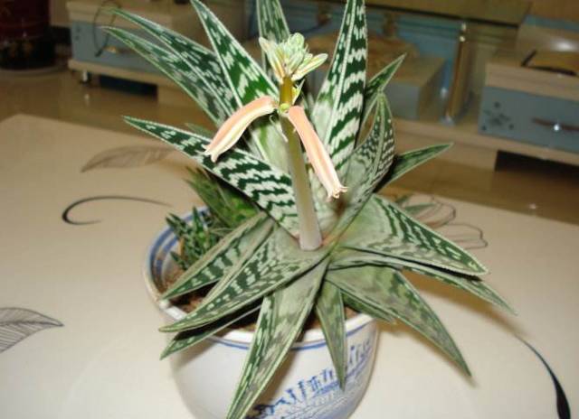 耐活好养的盆栽植物芦荟,芦荟全身都是宝