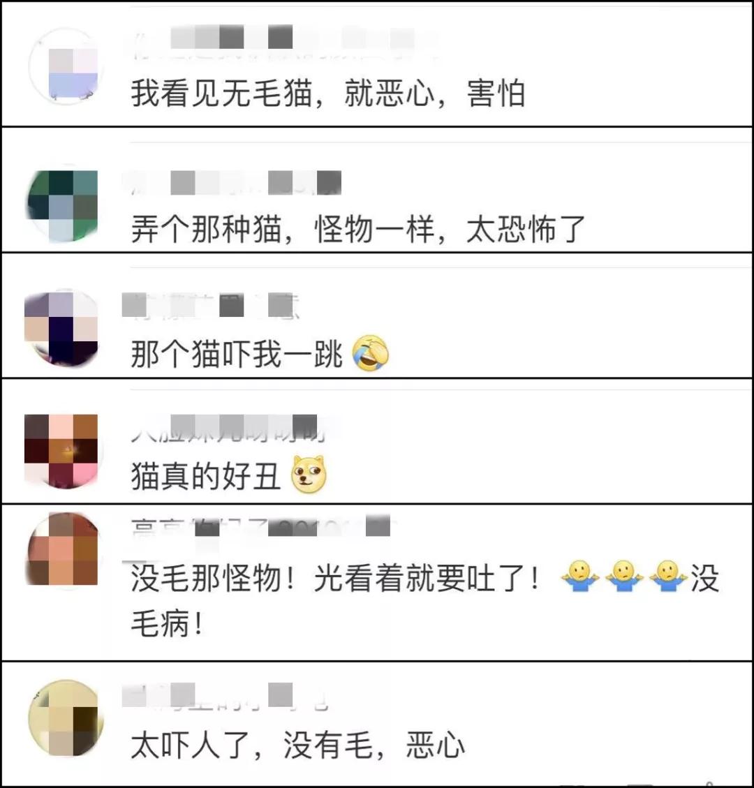 无毛猫为什么那么恶心,无毛猫很难让人接受