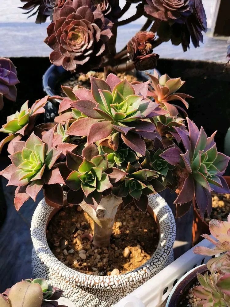 适合从小养到大的多肉,由小到大由浅入深