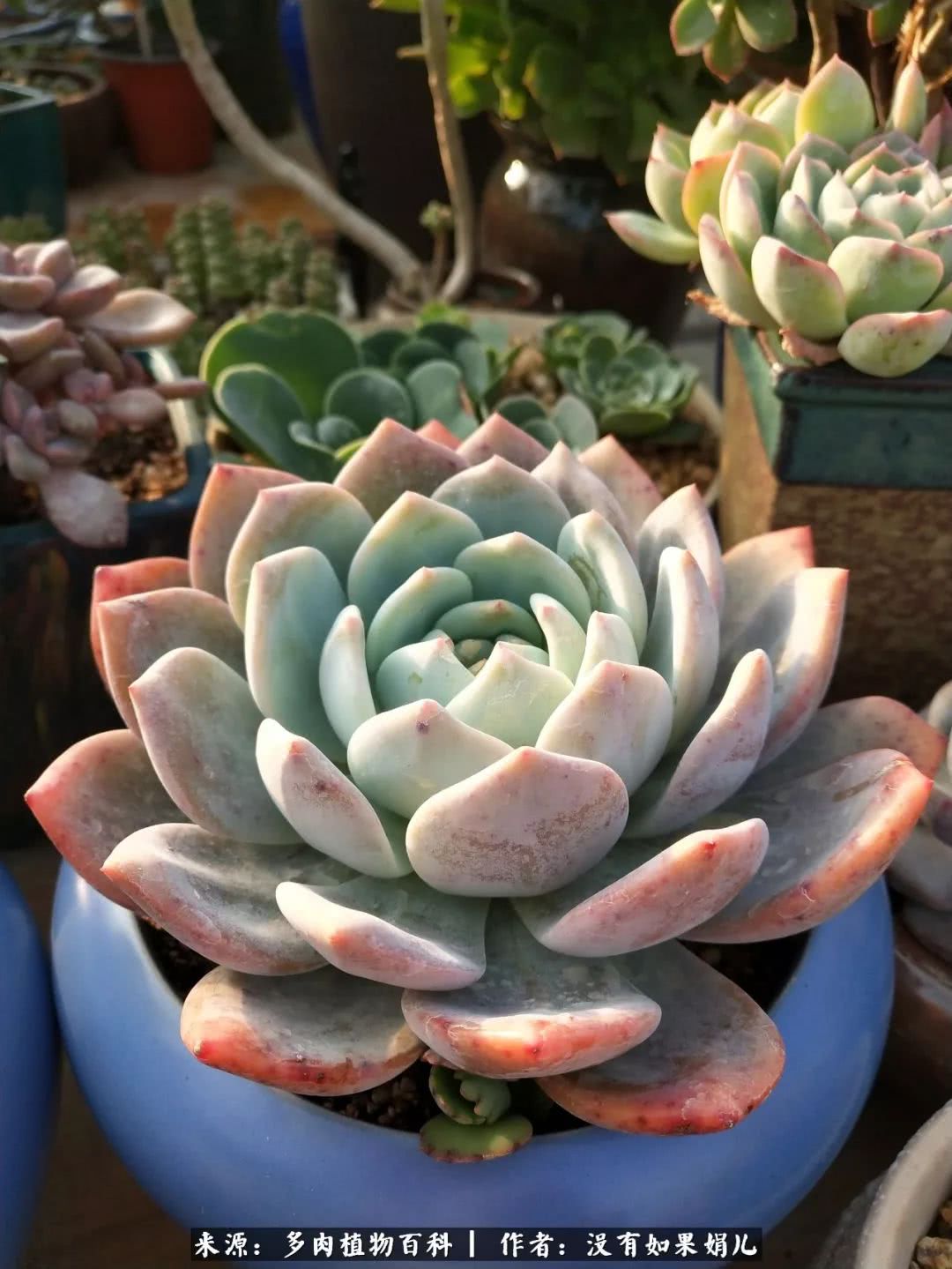 明人不说暗话，我为多肉而来！