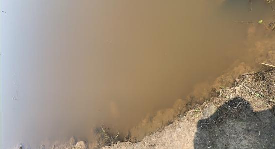 河蟹塘浑水怎么处理,河蟹池塘常见问题