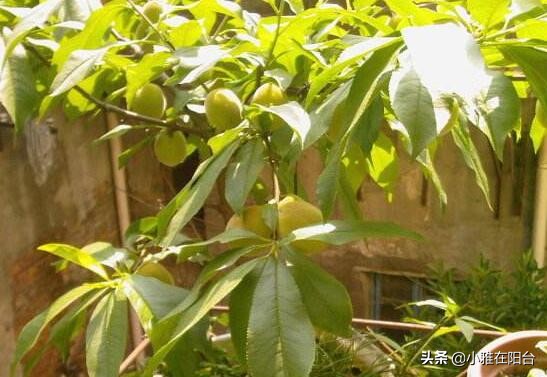 种桃花多久浇一次水,水培桃花开花后把枝栽花盆