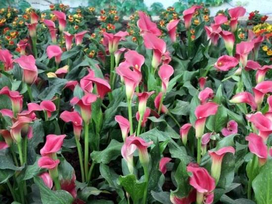 马蹄莲品种及图片欣赏大全,马蹄莲的品种及名称图片大全