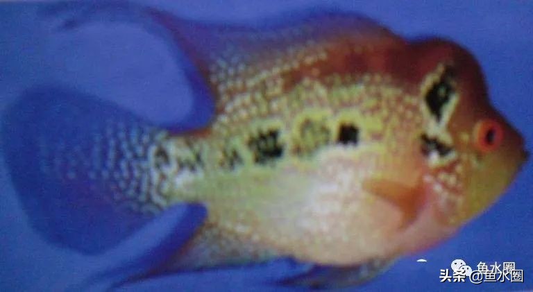 罗汉鱼身上亮片少是什么品种,罗汉鱼血麒麟和火凤哪个品种好