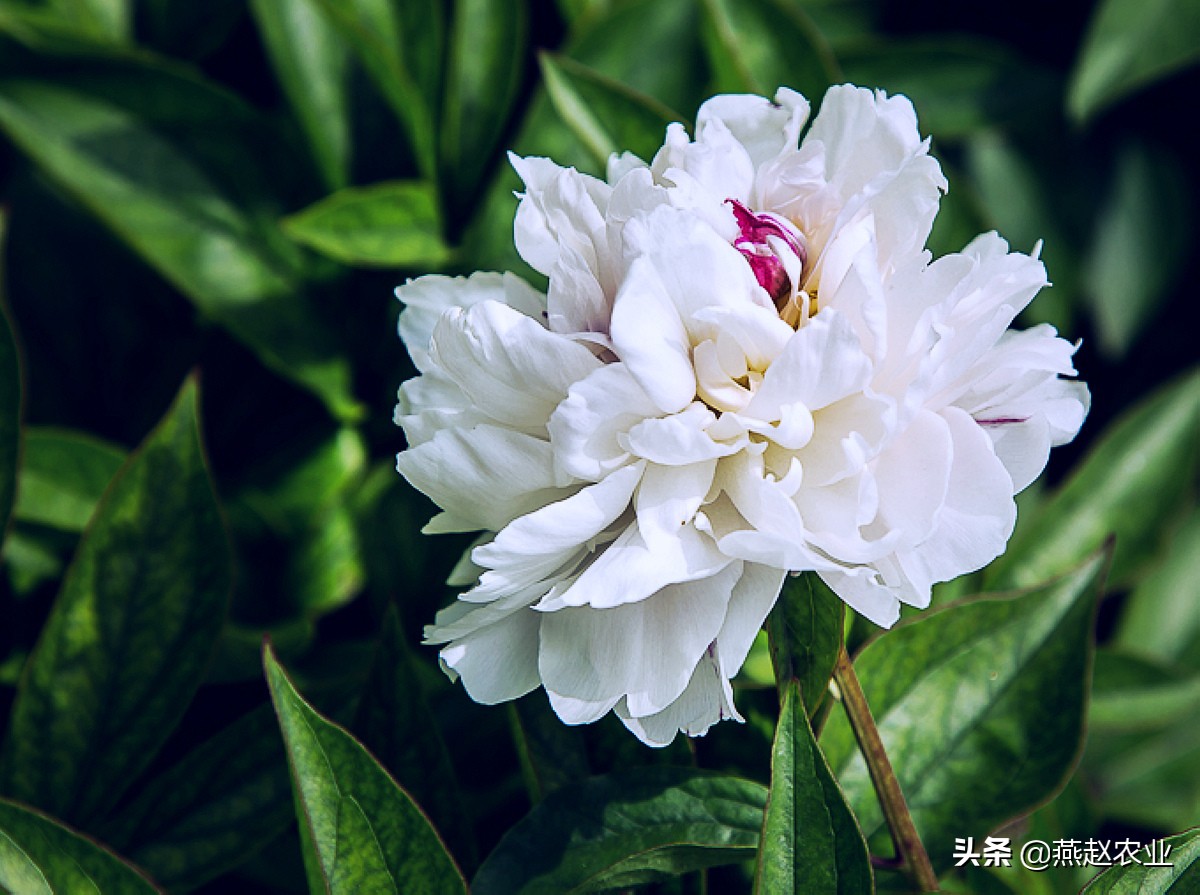 最好看的花如何买如何种,只有根的花怎么种容易活