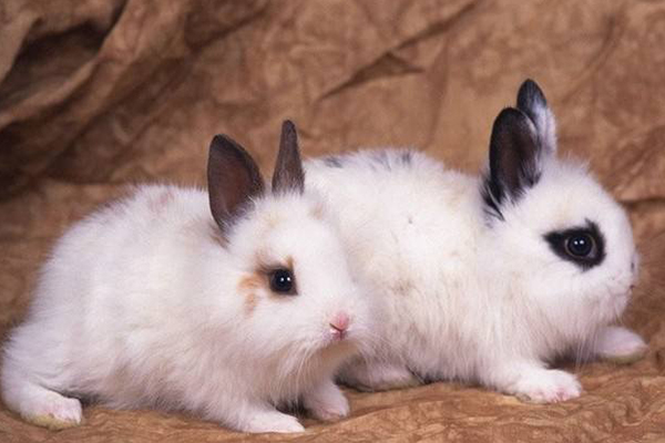 考研十大冷门学科排行榜,考研最冷门的十大专业排行榜