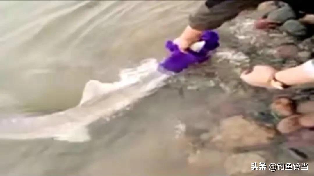 达氏鳇鱼长江也有吗,达氏鳇鱼简介