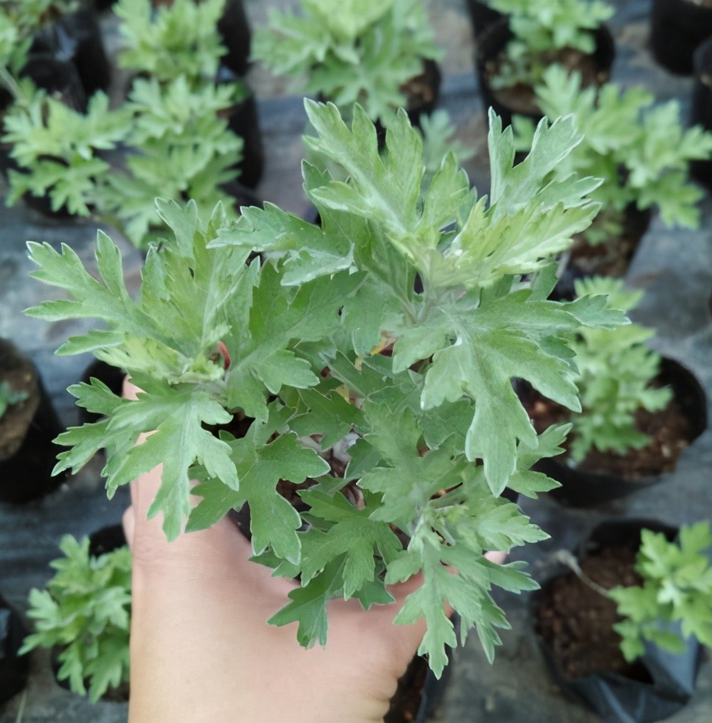 驱蚊抗寒最强的花卉,驱蚊最厉害的花盆栽