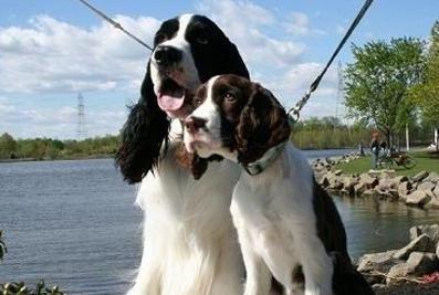 老年犬的日常保健视频,老年犬的饲养管理文章