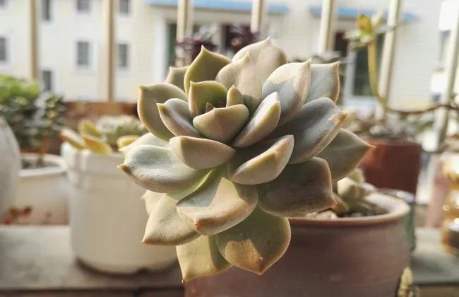 白牡丹老桩处理,白牡丹枯萎怎么治