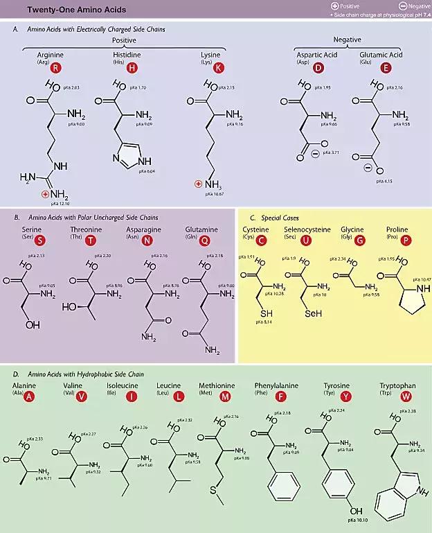 nature蛋白质识别,nature蛋白质作用