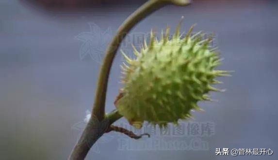 山茶花也叫什么花,山茶花又叫曼陀罗