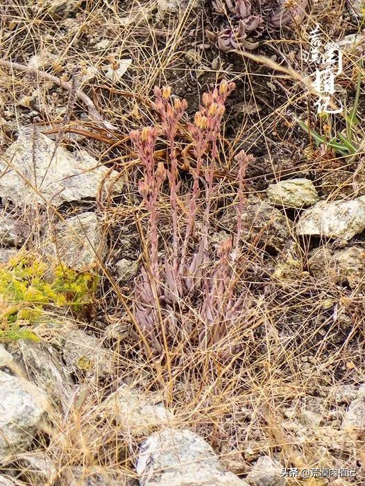 美国加州海岸仙女杯,美国仙女杯