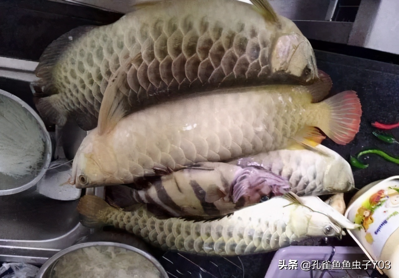 孔雀鱼冬季如何换水,冬季孔雀鱼几天喂一次