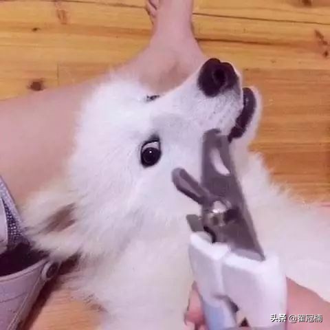 铲屎官必读:狗狗害怕剪趾甲,怎么办?
