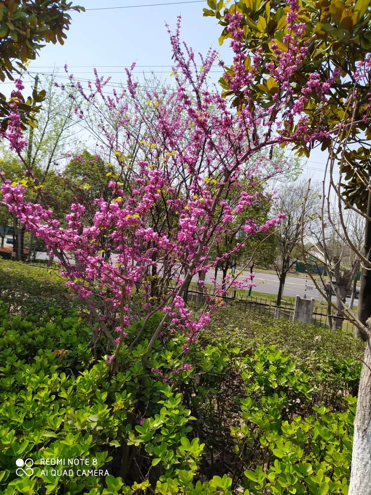 乘风破浪宁静和小花,宁静的小花