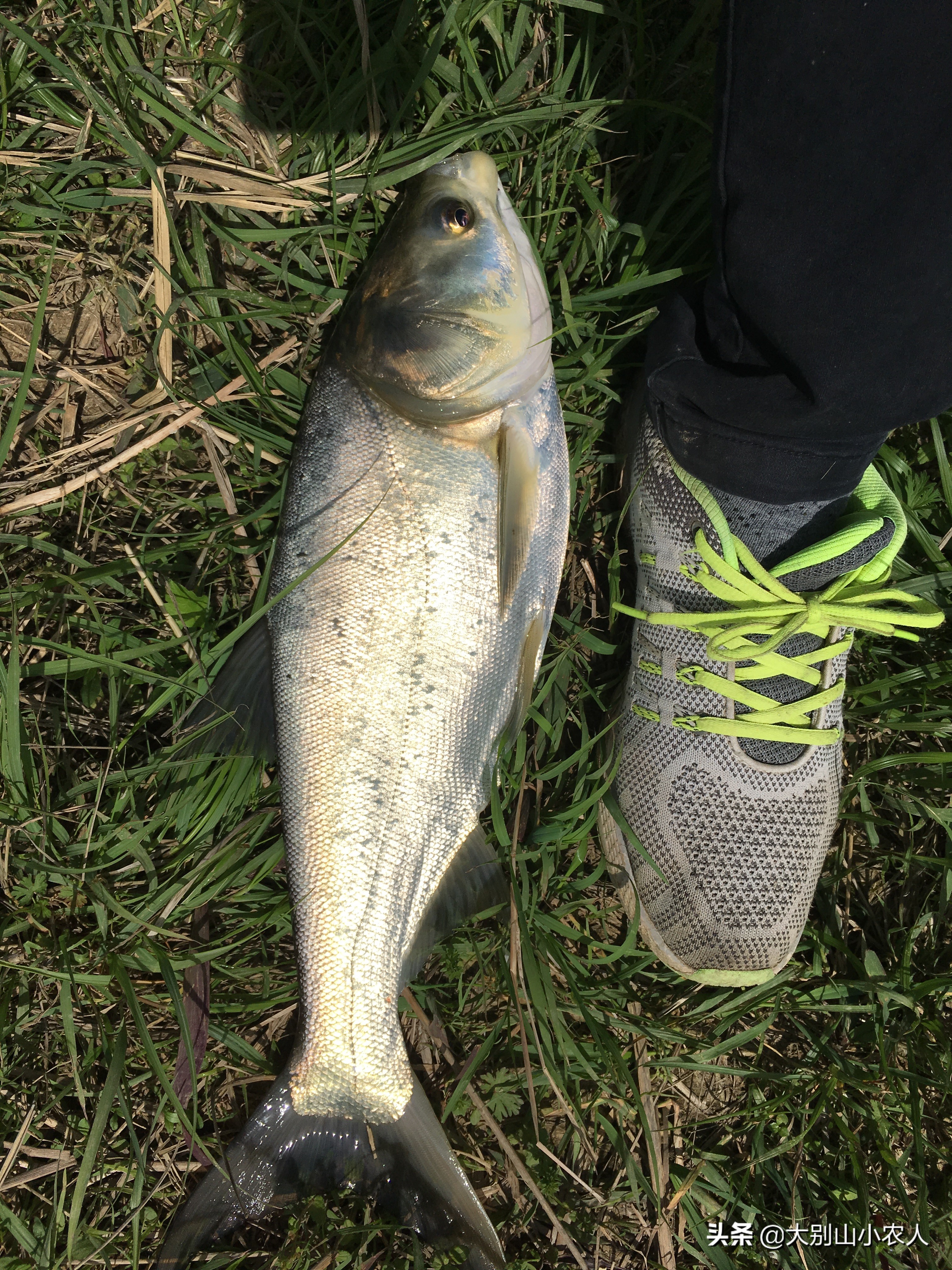 雨后水体浑浊适合钓鲢鳙吗,水体肥怎么钓鲢鳙