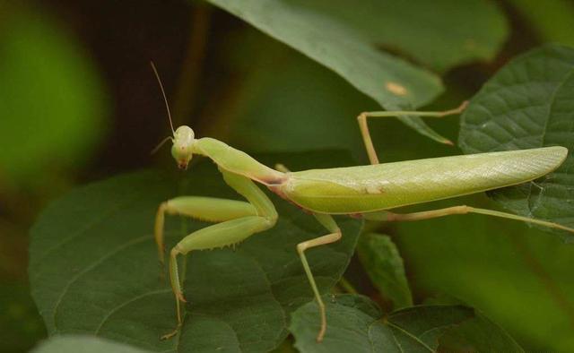 自然界“自毁式”的交配，不吃不喝最久持续14个小时，直到累死