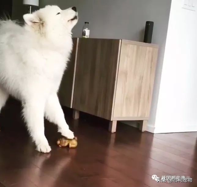 要狗看门？千万别选萨摩耶！这货除了笑不会干别的了