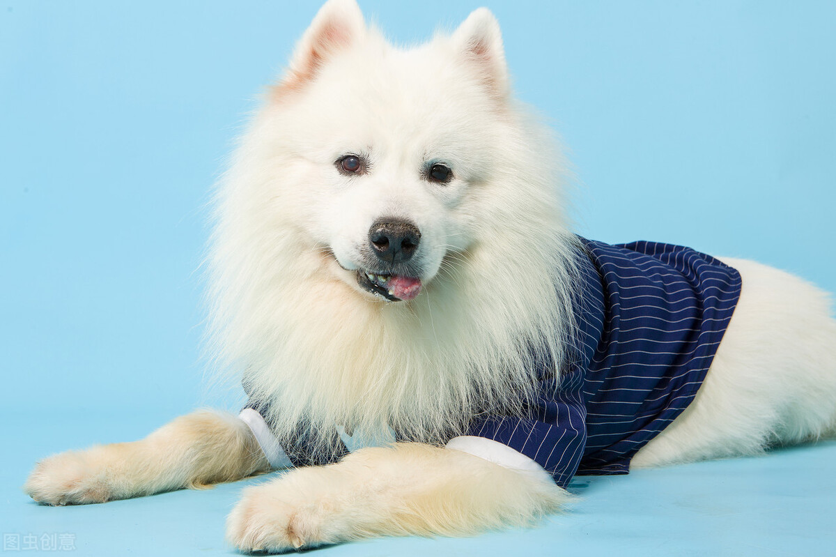 萨摩耶的饲养方法和注意事项,萨摩耶应该怎么养才好吃