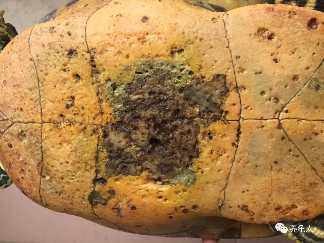 聚维酮碘溶液消毒乌龟兑多少水,乌龟腐甲可以抹双氧水吗