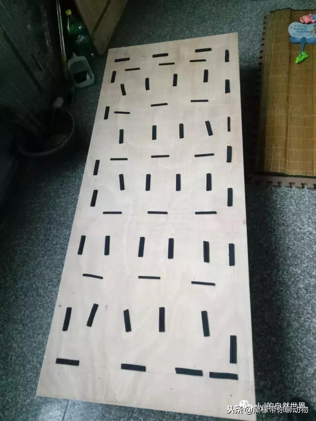 丛林造景黄缘龟池设计图大全,龟宝宝黄缘龟生态缸造景教程