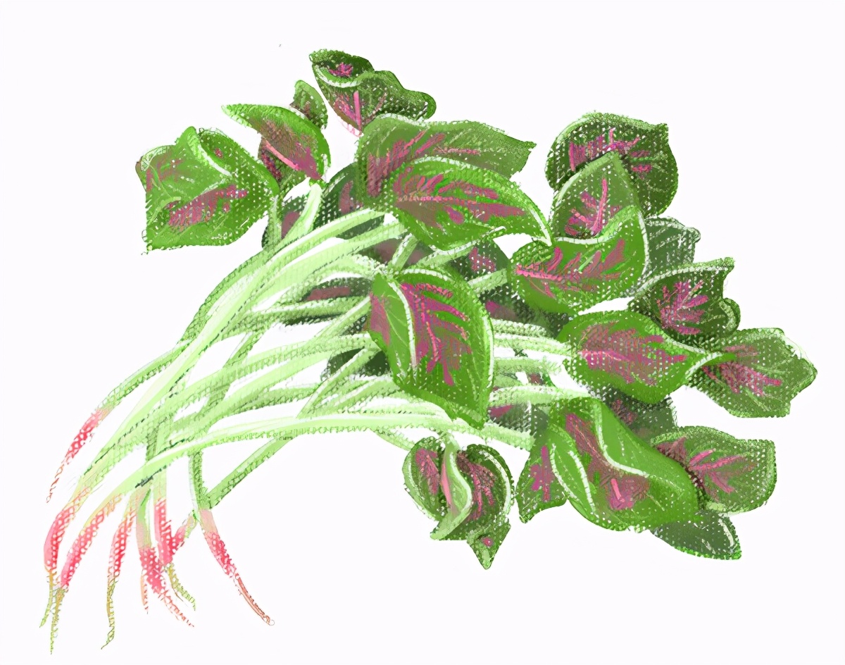 5月应季食物有什么营养价值,最应季的食材是最好的