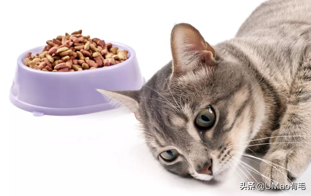 李佳琦叫卖都不管用！双十一猫咪用品这些坑得避