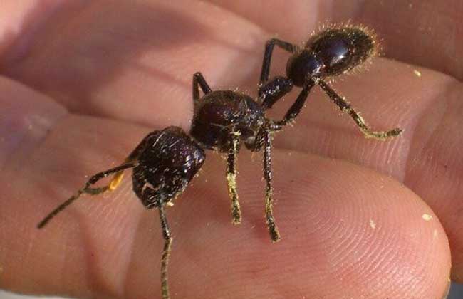 常见的蚂蚁图片,最常见的蚂蚁种类图片