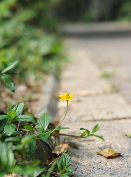 「摄影小白学习篇」3个拍出浅景深的简单技巧