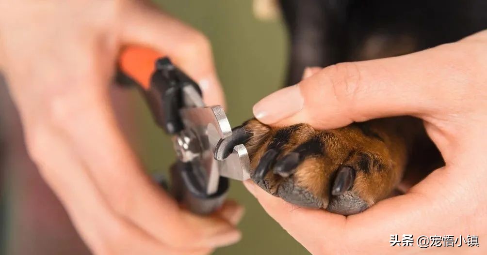 给狗狗剪指甲出血了怎么办,给狗狗剪指甲流血了用碘酒怎么办