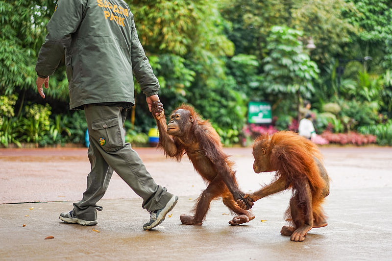 巴厘岛动物园适合带孩子去吗,巴厘岛动物园和野生动物园哪个好