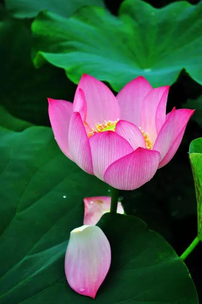 真正的中国十大名花,中国十大名花超漂亮