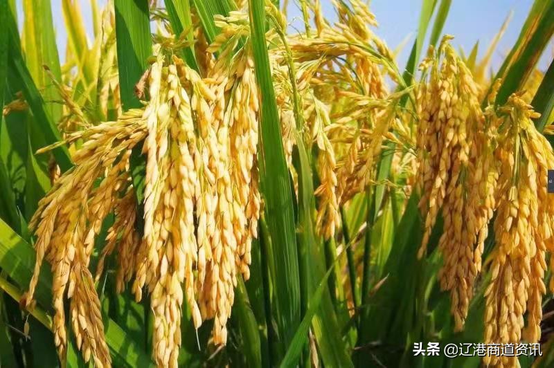 北國稻鄉大石橋：營口大米——鄉愁有味是甜香