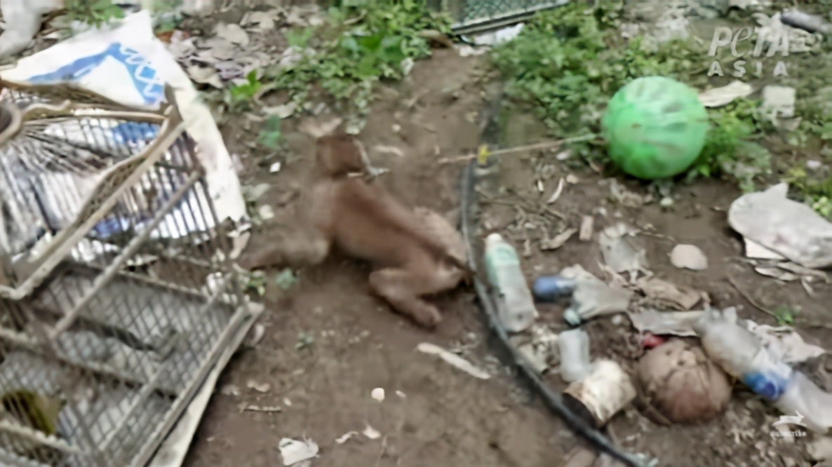 你爱吃的椰子，背后可能有一只泰国“打工猴”血汗故事