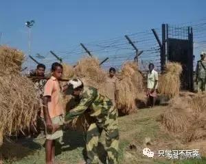 阿三赚钱是真的吗,阿三和奶牛