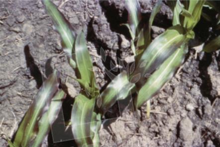 玉米缺磷影响,玉米缺磷的主要症状及原因