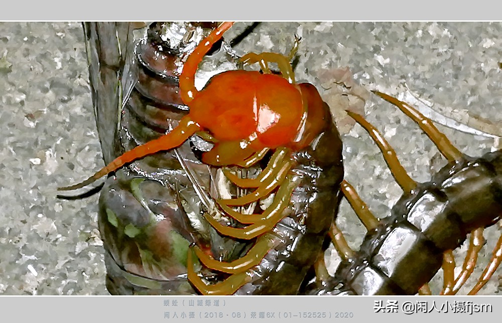 蜈蚣以毒攻毒的原理,蜈蚣的毒素到底有多强