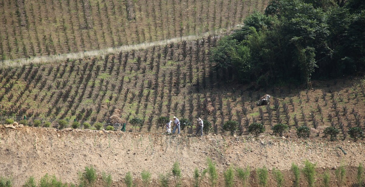 四川什么时候可以栽核桃,四川的核桃成熟了没有