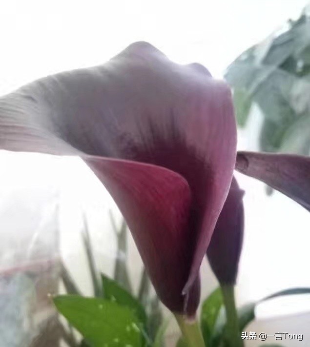 贵族版马蹄莲,高贵雅致马蹄莲