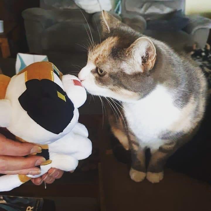 我的世界mc玩家们在池塘里养青蛙,我的世界养宠物模组推荐