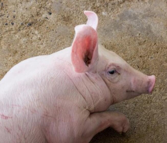 猪咳嗽气喘吃什么药效果最好,温差大猪一直反复咳嗽