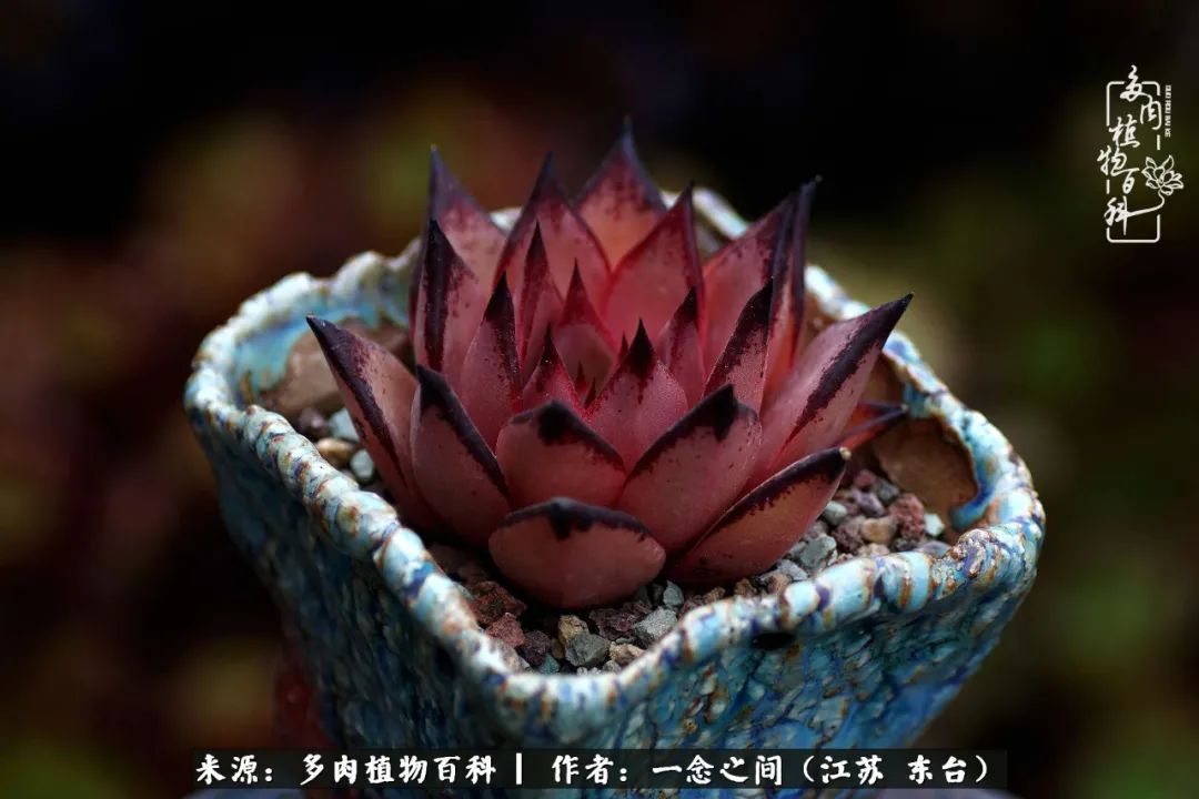 遇见花开蓝莓糖,遇见花开蔬菜沙拉酱